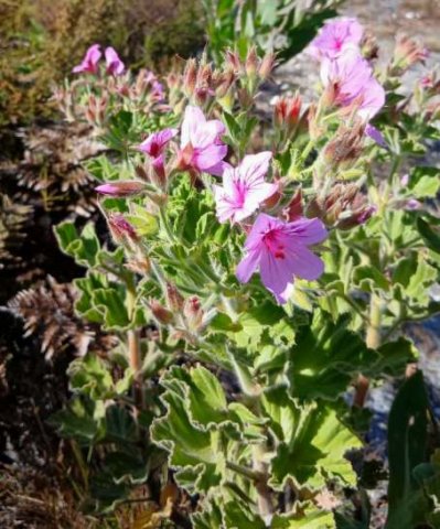 Pelargonium cucullatum industrious under the sun